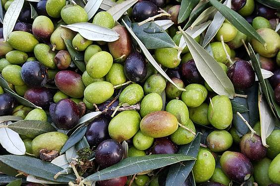 Oliven bei Umbriens Grünes Gold mit Slow Trips 