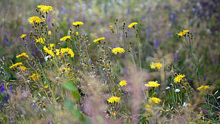 Herbal medicine for nature and health consciousness