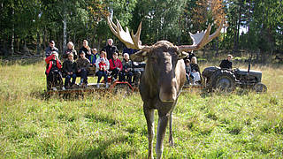 Elchsafari & Elchmann (Schweden)