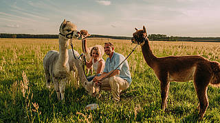 Hiking and dreaming with alpacas