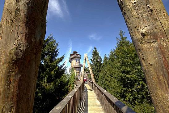 Baumkronenweg Kopfing (c) OÖ Nachrichten Volker Weihbold