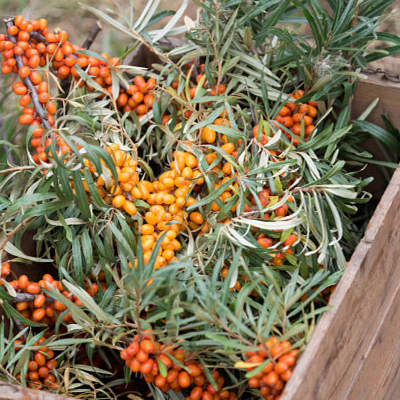 Discover amber berries with slow trips