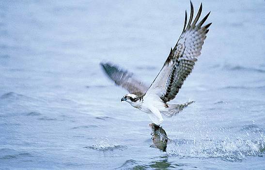 Osprey bird in Nedre Dalälven