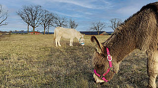 Donkey hiking