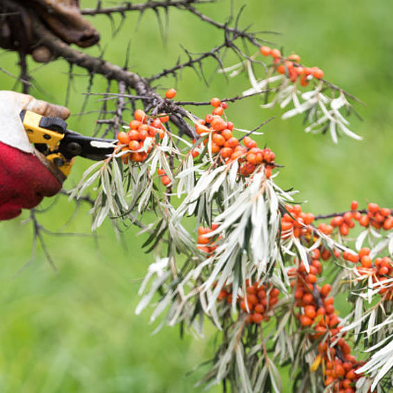 Discover amber berries with slow trips