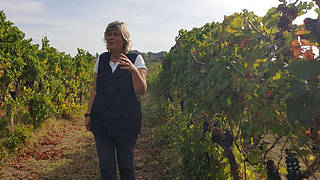 Vineyard Walks and fine wine